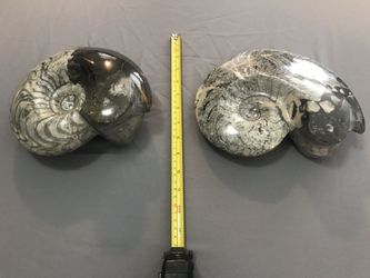 Goniatite Ammonite Fossil