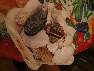 Sea Shells