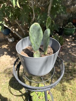 Prickly Pear Cactus