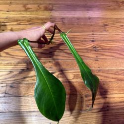 Philodendron Joepii Rooted Top Cutting