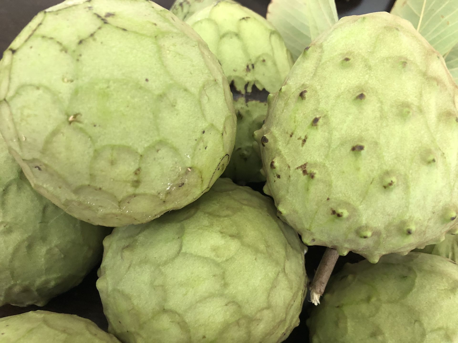Cherimoya tree