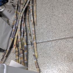 Sugar Cane