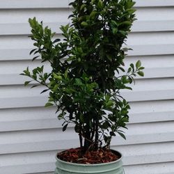 Japanese Euonymus Shrub 