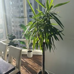 Huge house plant with pot and stand (yucca tree with ceramic planter)
