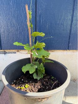 Chayote plants