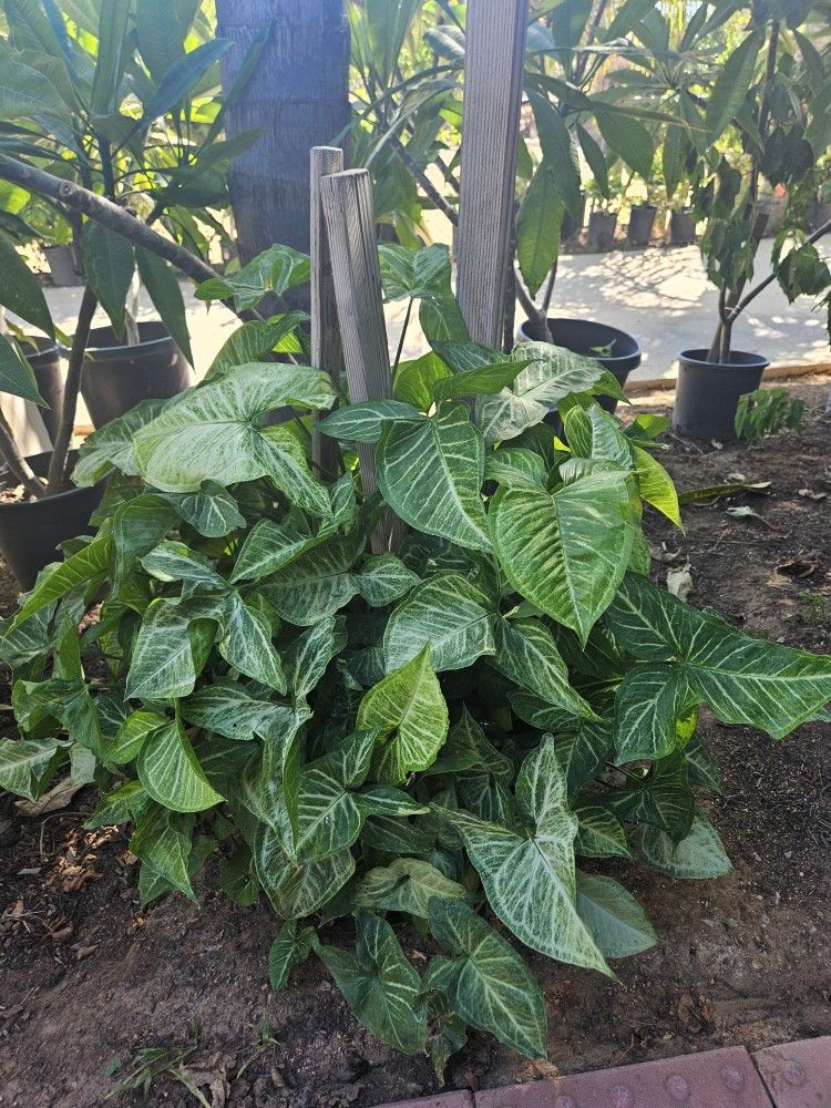 Plants