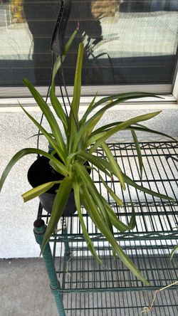 Spider Plant