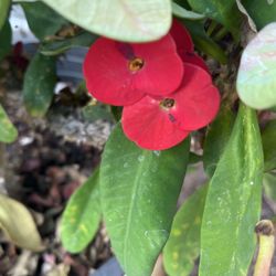 CORONA DE CRISTO FLOR GRANDE