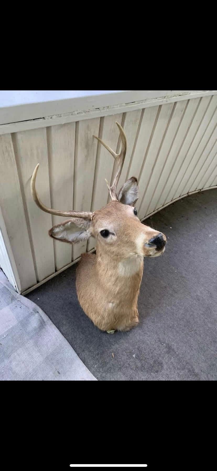 Taxidermy Deer!! $100!