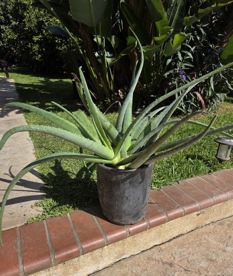 Aloe Vera Plant Medesinal 