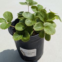 Homegrown Organic Strawberry Seedling