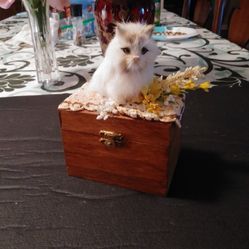Vintage Box with kitty sitting on top