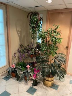 Artificial plants almost better than the real thing