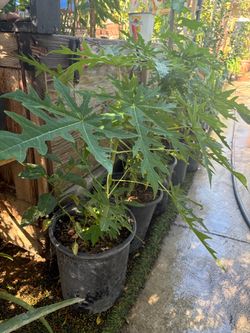 Papaya Plant in 5Gls