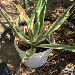 Agave