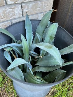 Agave / maguey plants Seven small ones