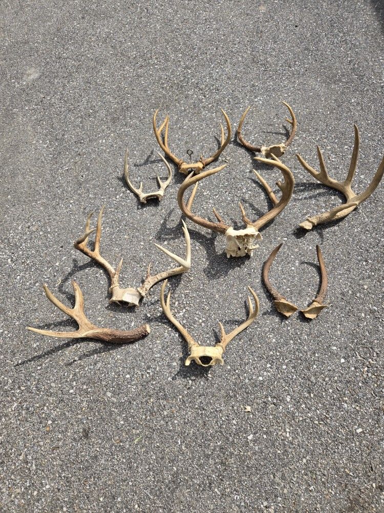 Whitetail Deer Antler Lot