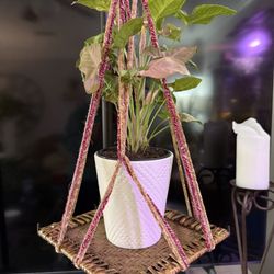 PINK SYNGONIUM IN HANGING PLANTER