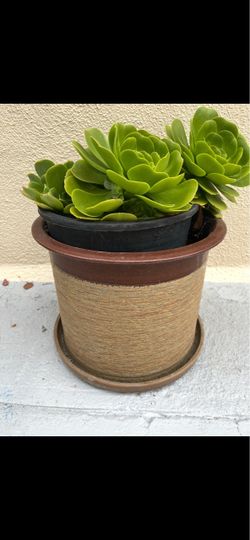Green flower plant