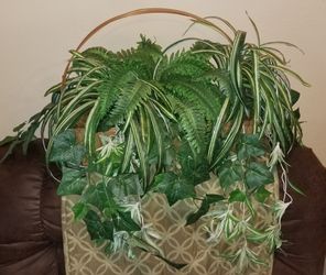 Large Plant basket