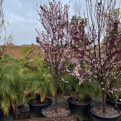 Flowering Plum/ Purple Leaf Plum