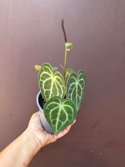 5” anthurium clarinervium