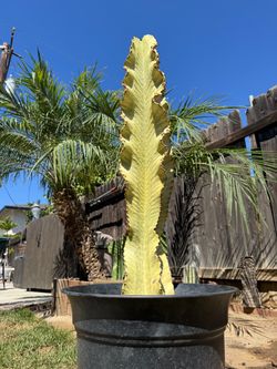 Cactus Plant (Candelabra)