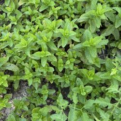 8 Oz Mint