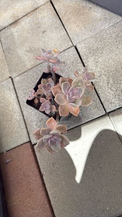 Graptopetalum Purple Delight Succulent Plant 6” Pot