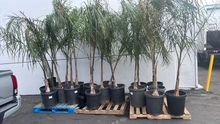 Queen palms