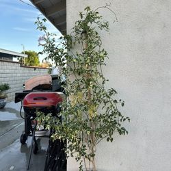 5ft Tall Bower Plant Vine 