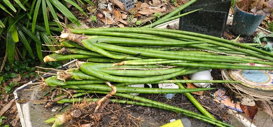 Sansevieria Cylindrica