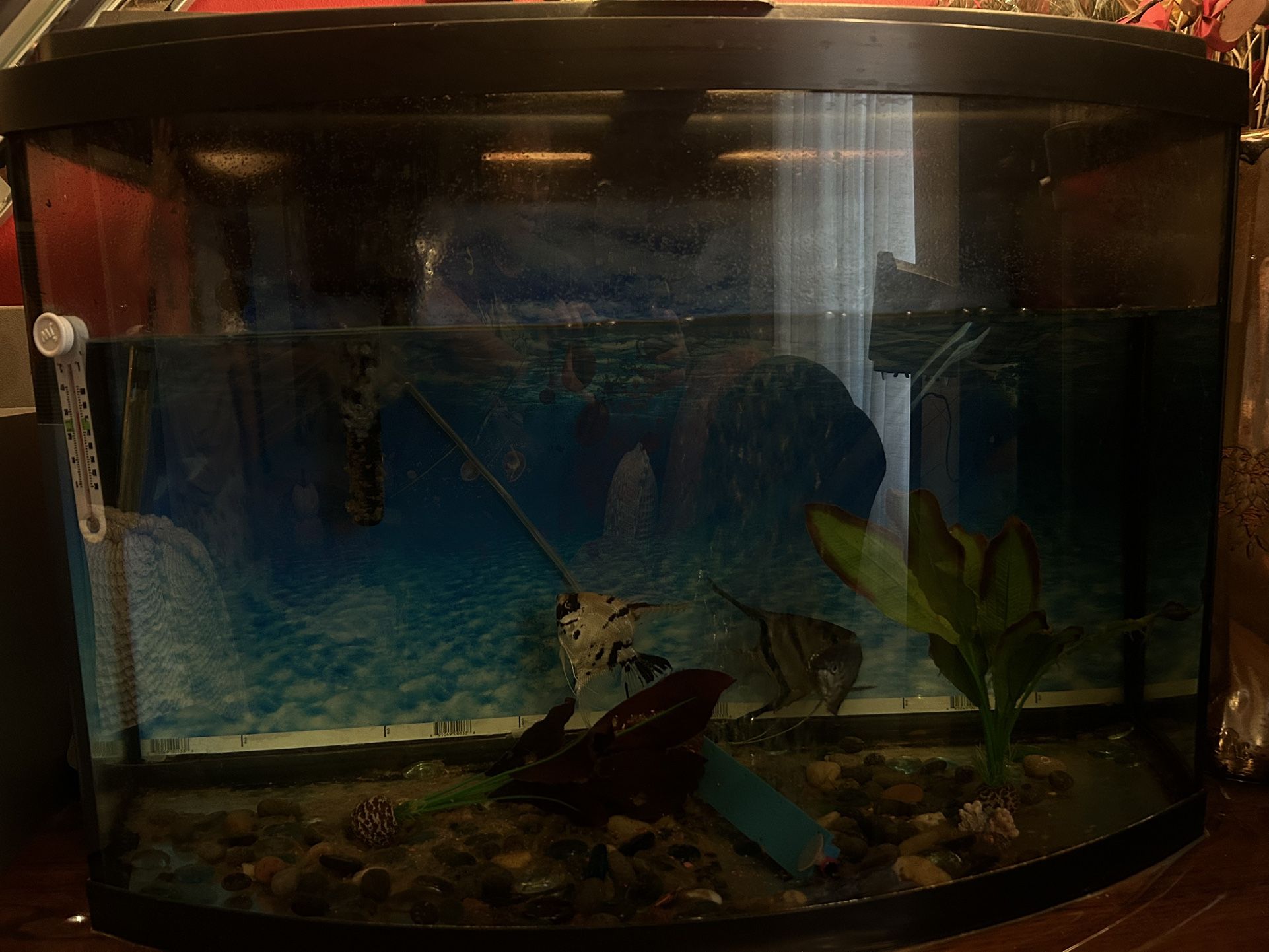 Fish/ Fish Tank