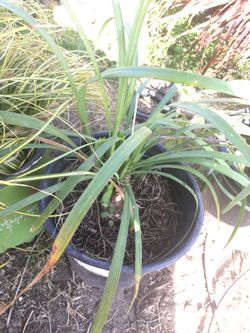 Plants
