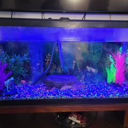 40 Gallon Fish Tank
