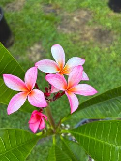 Beautiful Blooming Plumeria