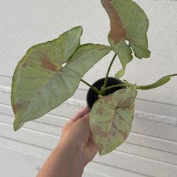 Beautiful Pink Confetti Syngonium Plant