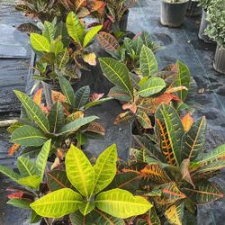 Croton Petra - 3gl