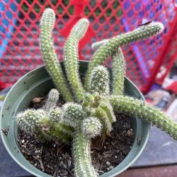 Cuctus Plant for House