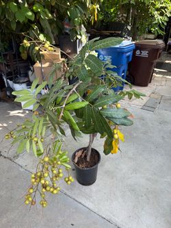 Grafted longan tree with fruits