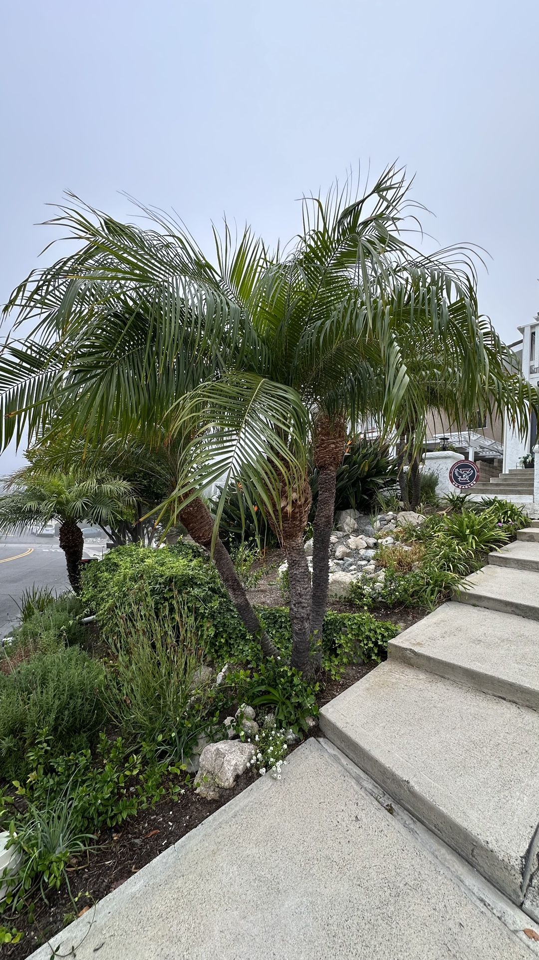 Palm Tree Aproximate 10ft Tall