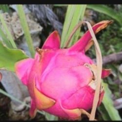 Dragon Fruit Plant Cuttings Pitaya 