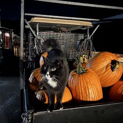 Pumpkins Pumpkins Spooky Discount!