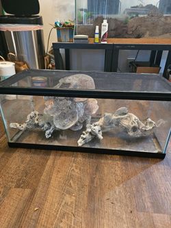 20 gallon tank