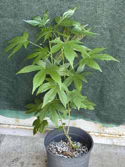 Abutilon Chinese Lantern Small Plant, In 1 Gallon Pot Pick Up Only