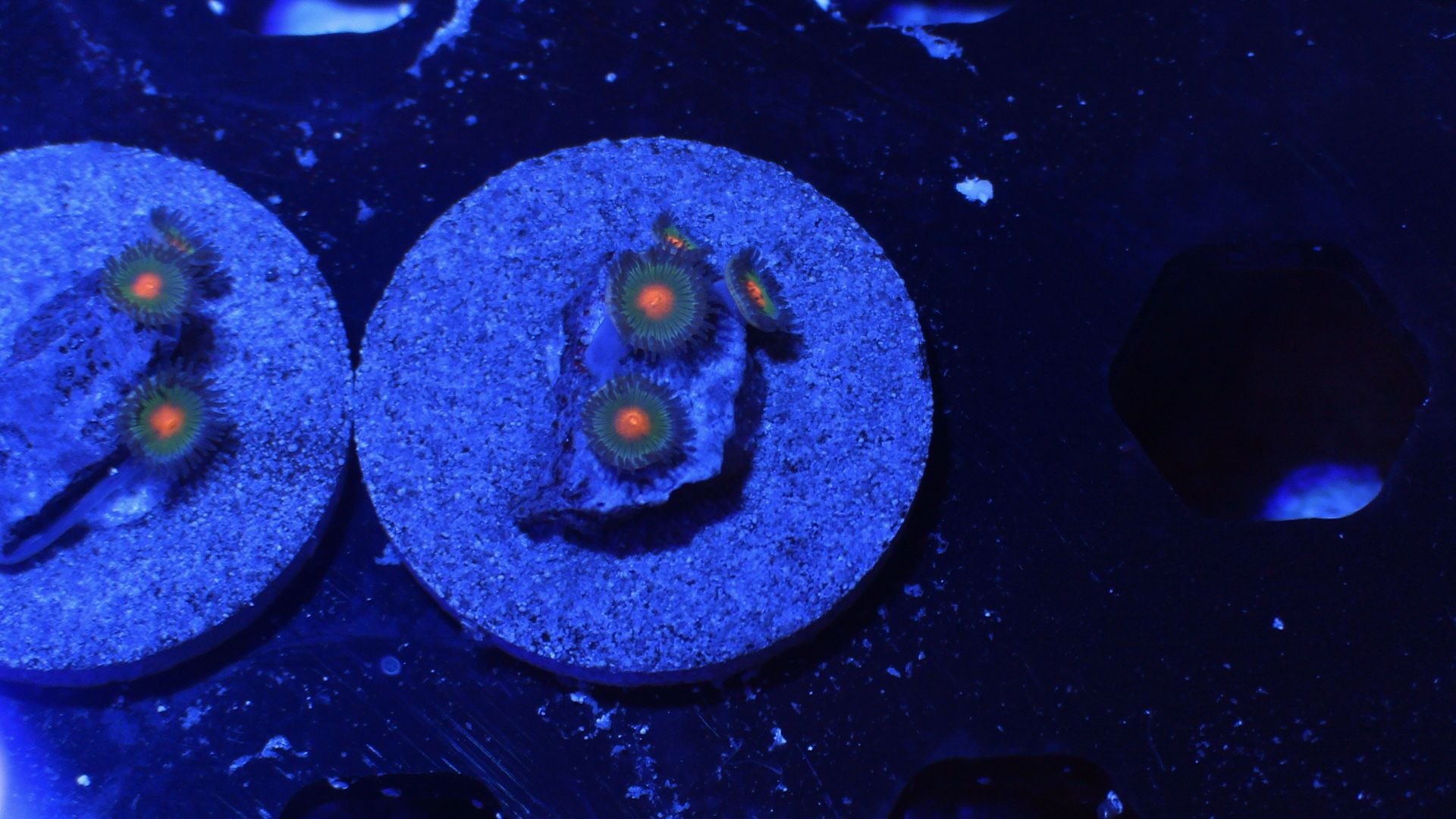 Zoanthid Coral Decoration Gorilla Nipple Zoa