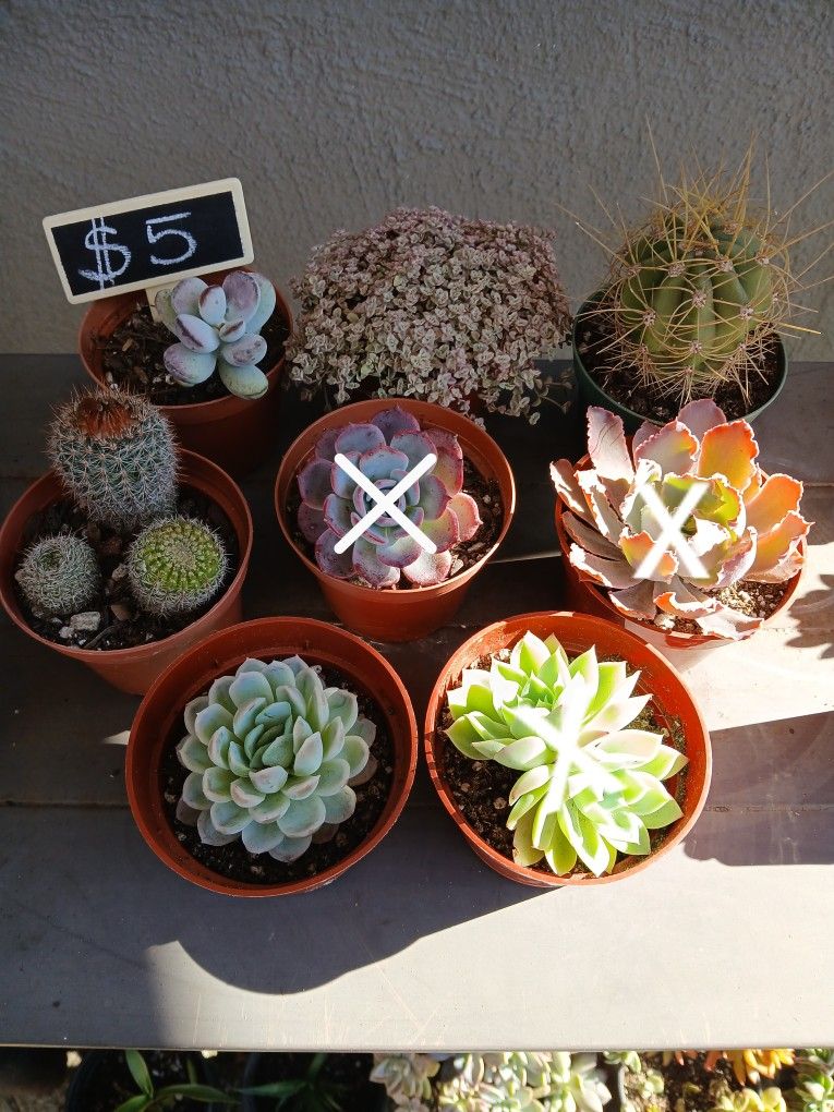 Succulents/ Cactus 