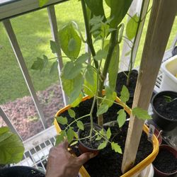 Cherry Tomato Plant 