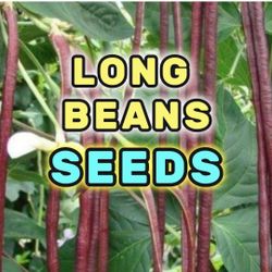 Tropical Exotic Yard Long Purple (Red) beans seeds