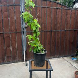 Maple Tree